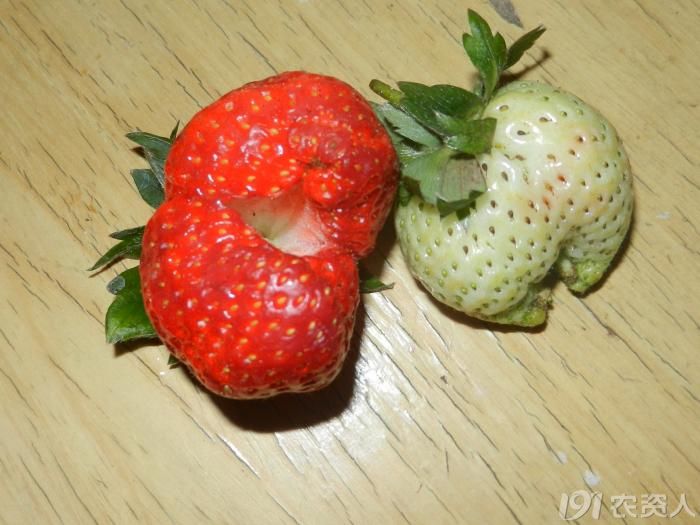 [草莓]草莓这个形状的畸形果是怎么造成的