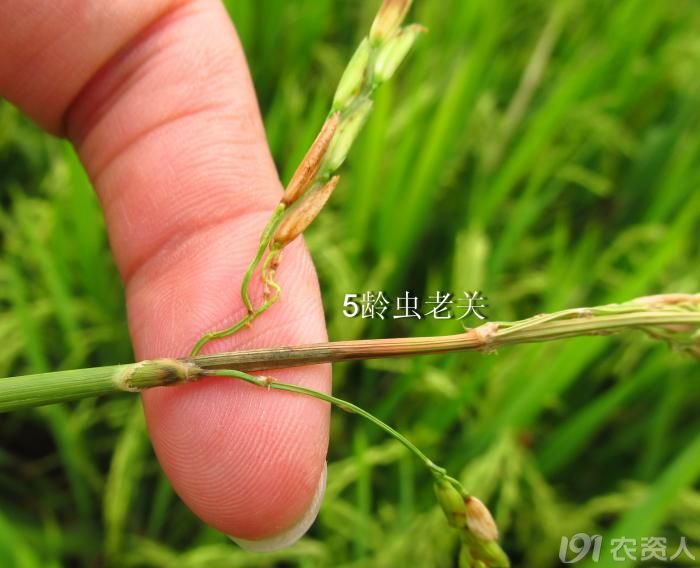 老关一线稻瘟病1穗颈瘟