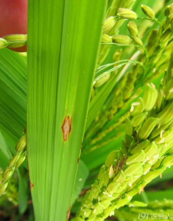 老关看图--水稻稻瘟病2