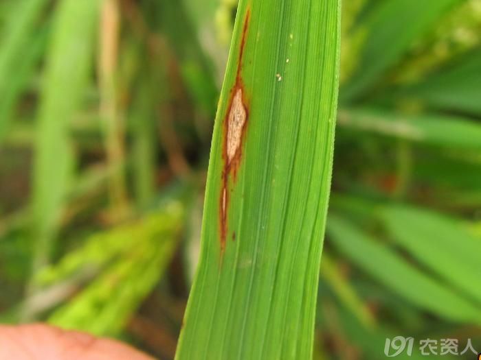 老关看图--水稻稻瘟病2