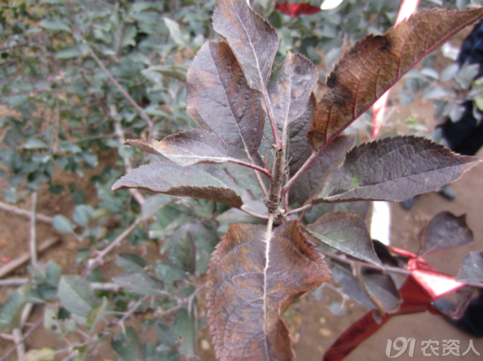 植物食中毒の見通し
