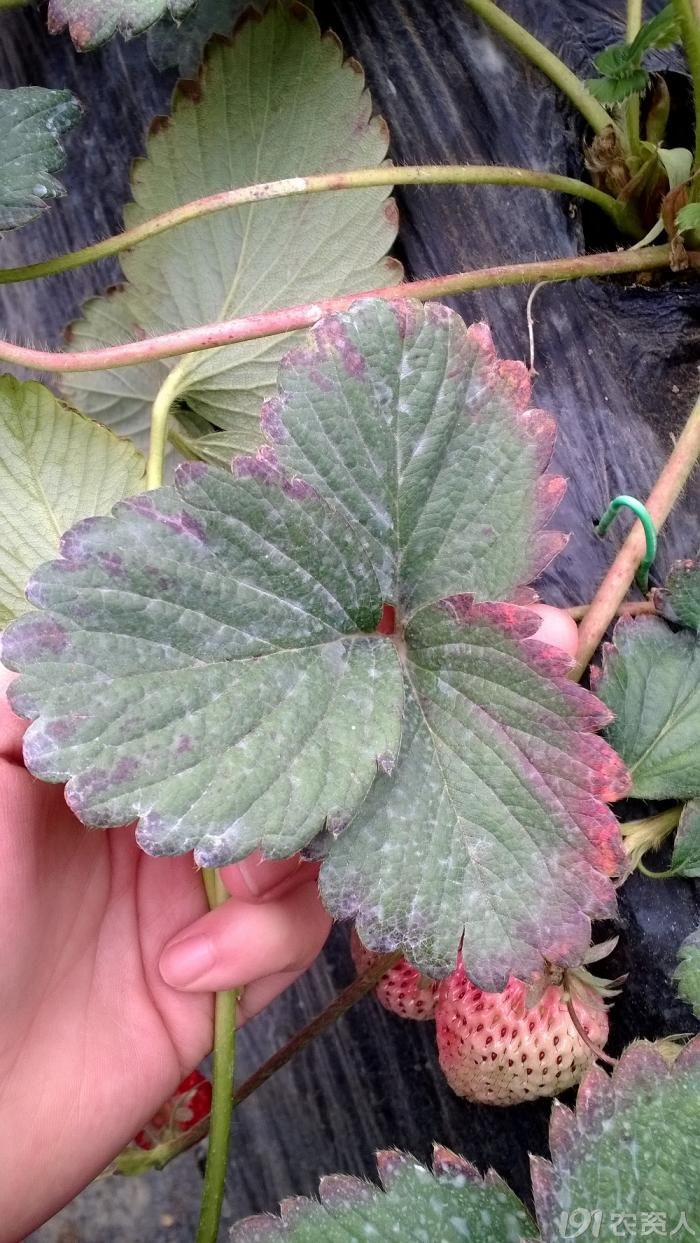 [草莓]草莓叶缘发紫,求鉴定