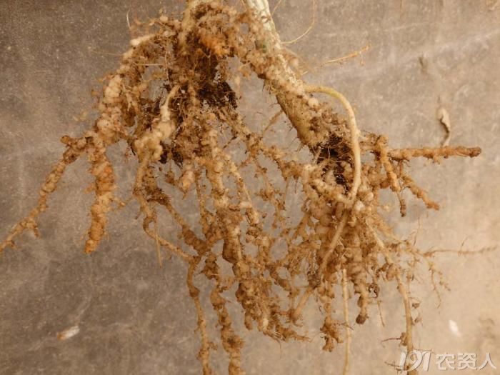 西瓜根结线虫危害状