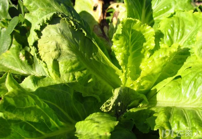 老关看图白麦菜药害抑制生长组图