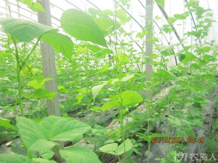 [菜豆]芸豆红根,红杆高清图片