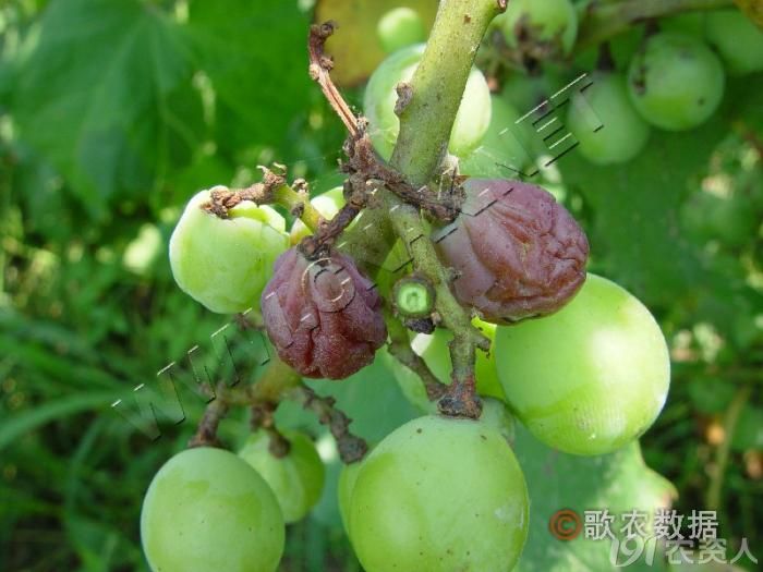请教专家们这两张图片是葡萄的什么病害谢谢