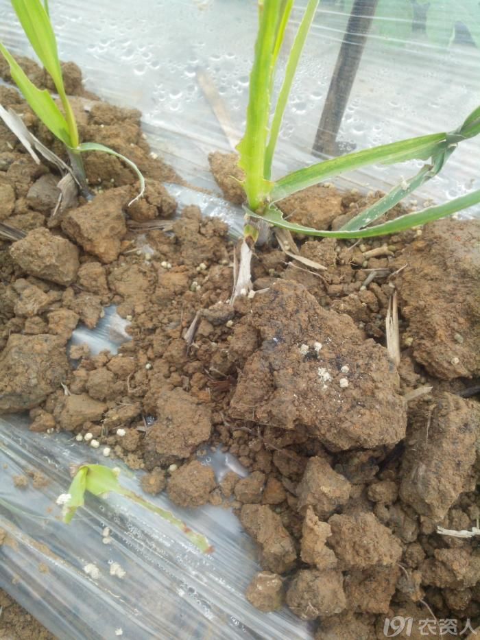 甘蔗高清虫害图大家看一下是什么虫为害