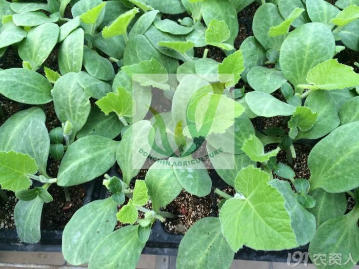 日本进口黄瓜嫁接砧木--强力一闪