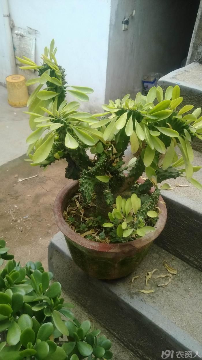 笋大家快来看看这花麒麟怎么了