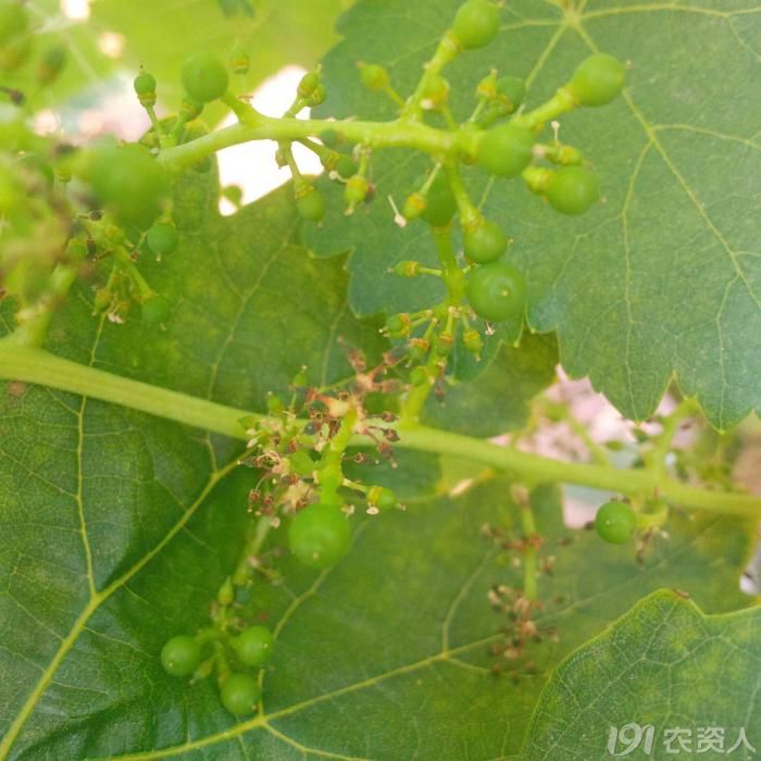 葡萄葡萄小幼果及果柄干枯大家帮忙看一下是什么原因