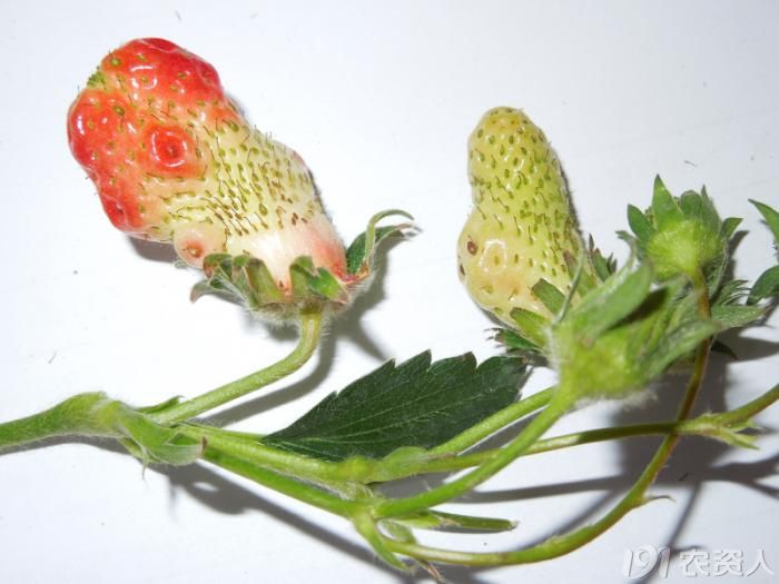 [草莓]草莓不孕,果实畸形,请高手鉴定.