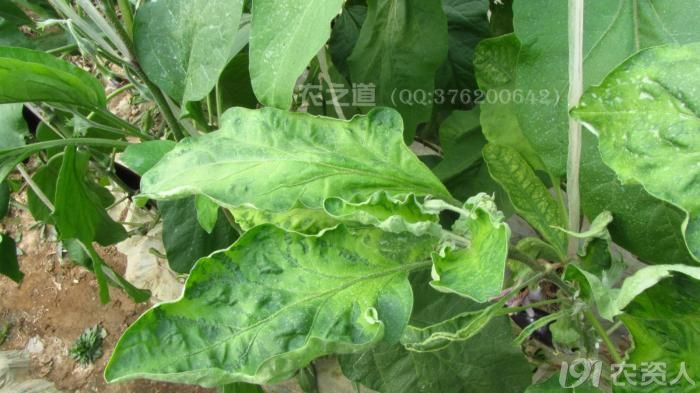 请教茄子病害及防治方法