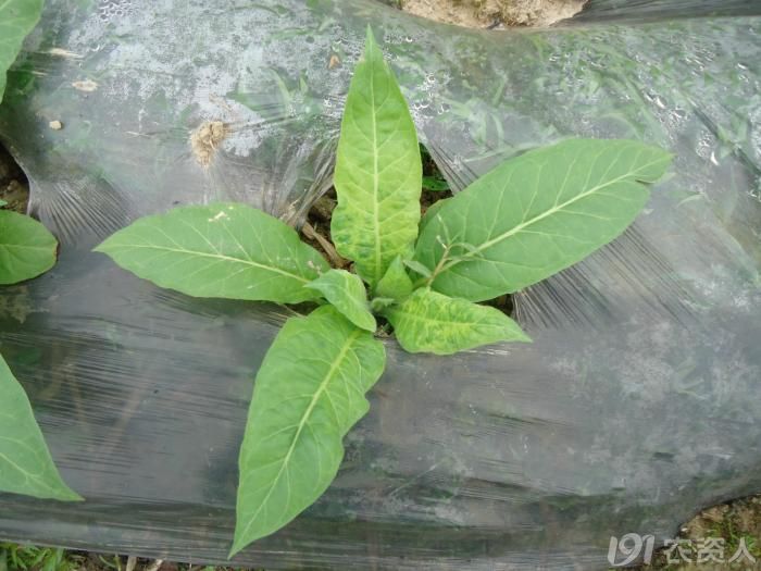 烟草病害