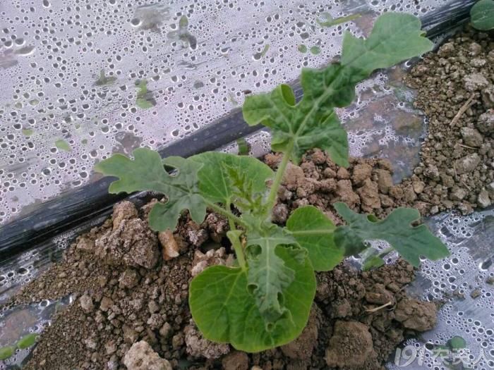 西瓜出现卷叶叶片皱缩是怎么回事