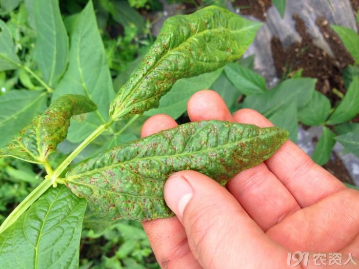 菜用大豆豇豆病害求高手