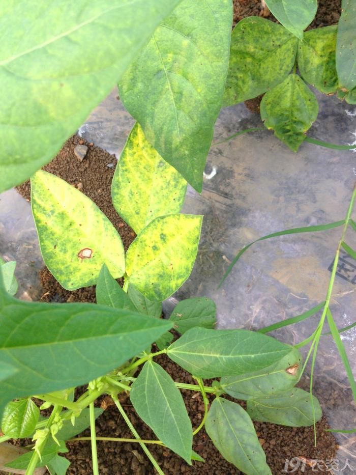 菜用大豆豇豆病害求高手