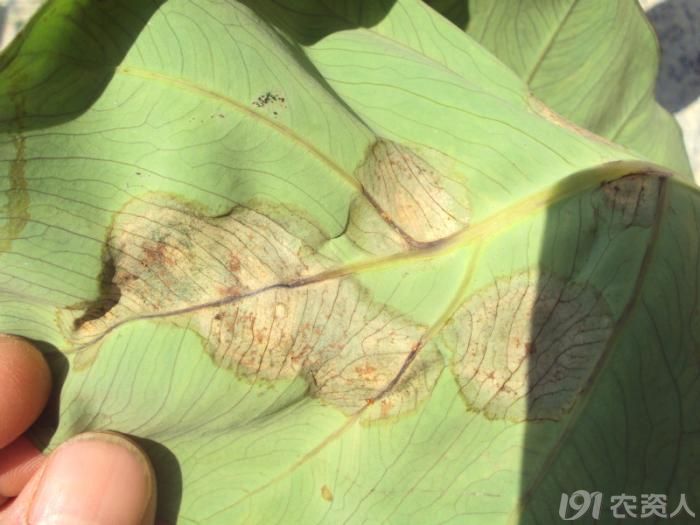 2014槟榔芋高清疫病图片