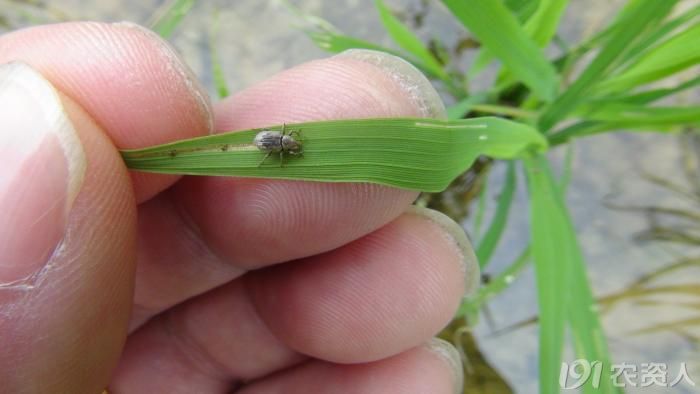 稻水象甲幼虫为什么型图片