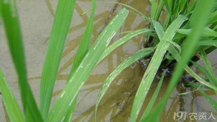 稻水象甲为害状