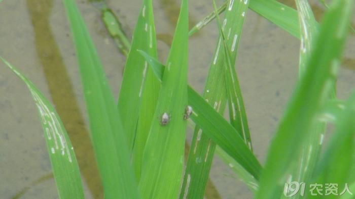 稻水象甲为害状