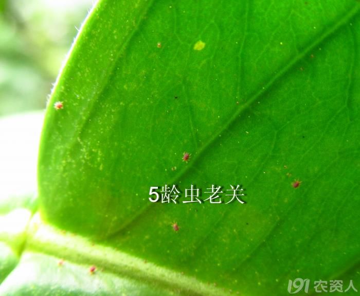 老关看虫---柚子红蜘蛛,蓟马,介壳虫欣赏//_病虫草图_191农资人 - 农