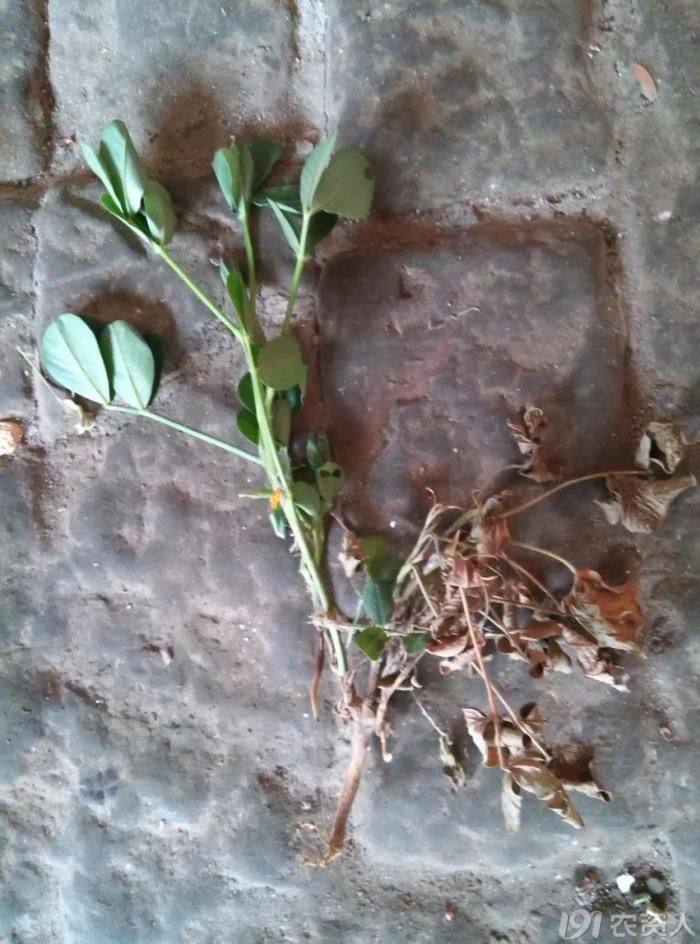 夏令赢白绢病等根部病害克星丰洽根保淮阳近期推广小结