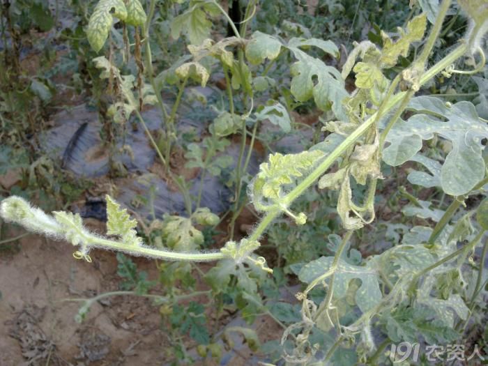 西瓜缺素,请教大虾