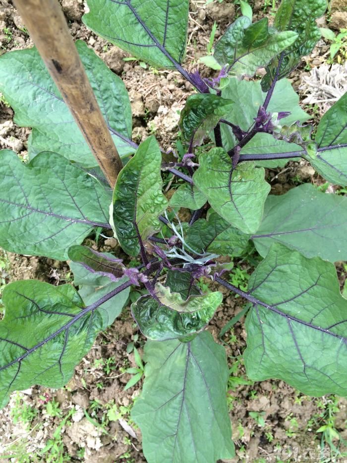 [茄果类]毒死蜱药害还是病毒病-农业-零零社区