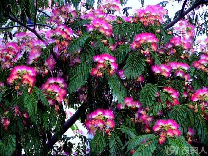 六月那些午后的合欢树