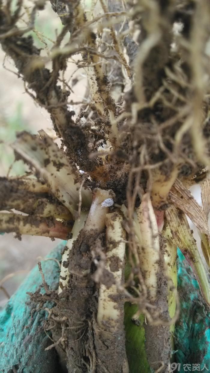 [基本技术]玉米--地下害虫--新秀"耕葵粉蚧"