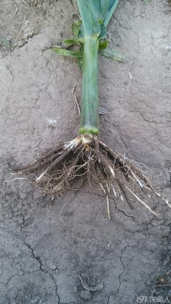 [基本技术]玉米--地下害虫--新秀"耕葵粉蚧"