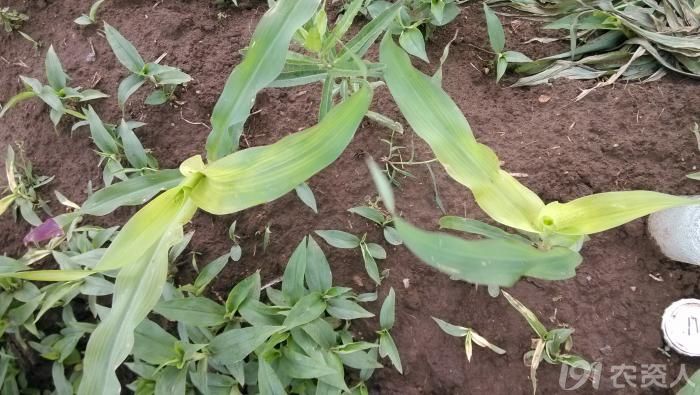 玉米甲基磺草酮高清药害