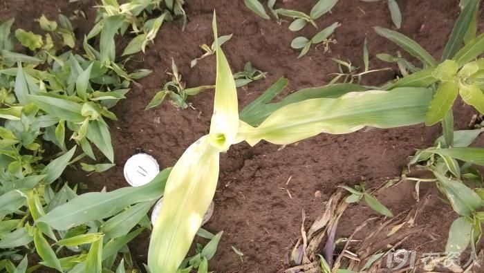 玉米甲基磺草酮高清药害