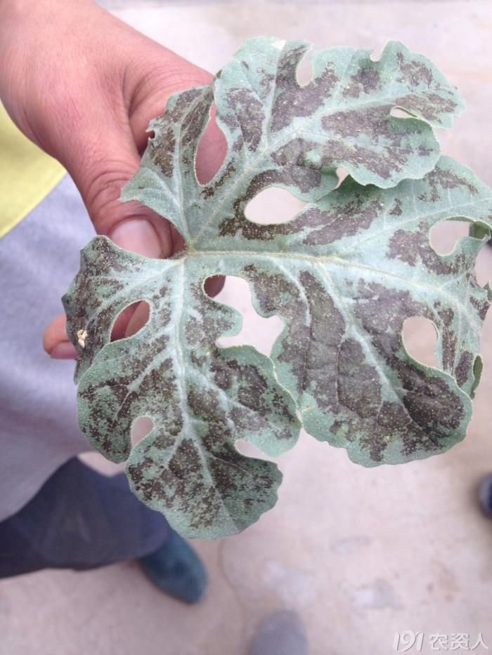 早春拱棚西瓜种植技术及病虫害有问必答!