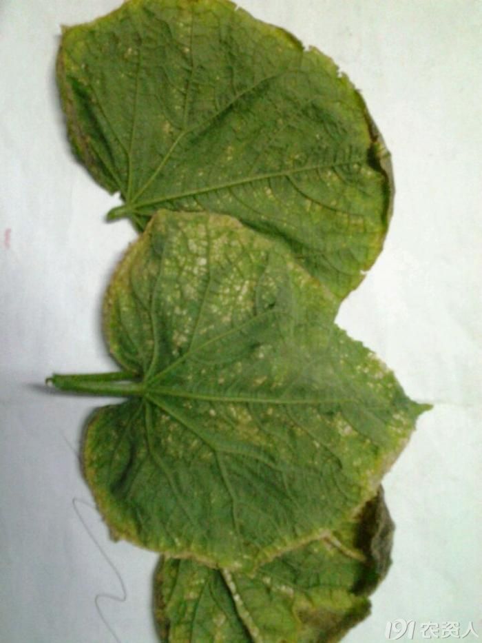 黄瓜氮肥过量危害图片图片