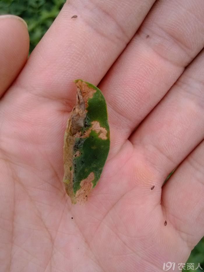 大家看看是什么虫花生田害虫