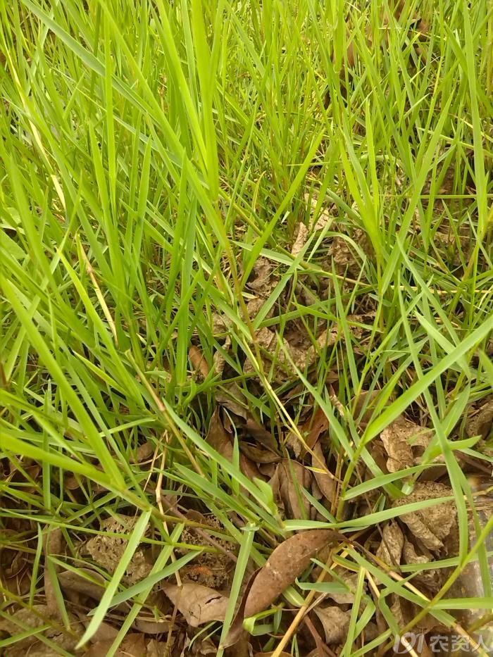 水稻田游草,在几个品种?求鉴定!