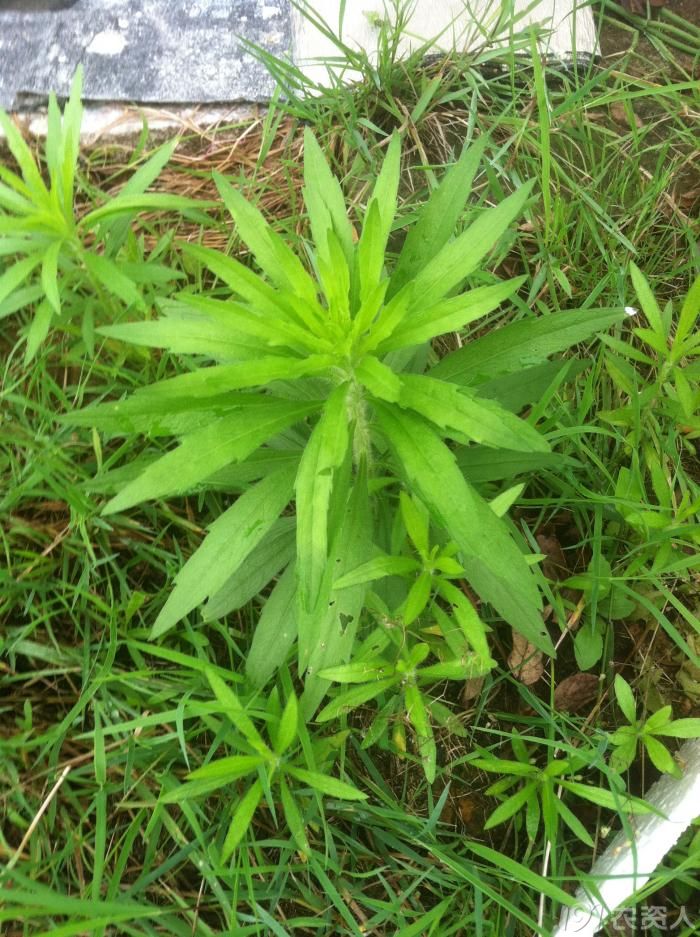 大家一起来识草不定期更新