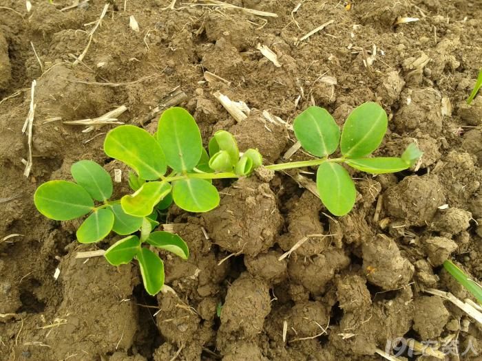 花生苗期病害
