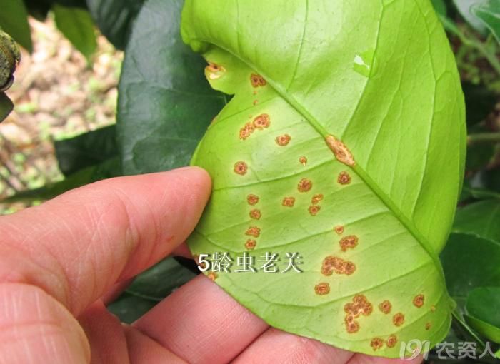 老关看图,蜜柚溃疡病.