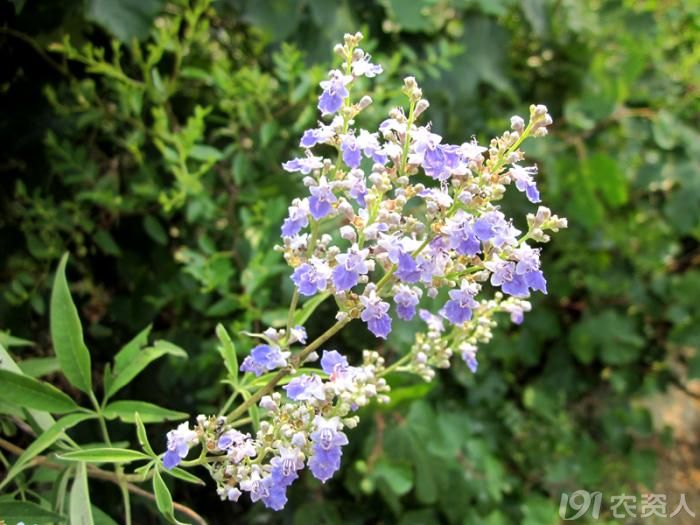 阿兮随拍荆子花
