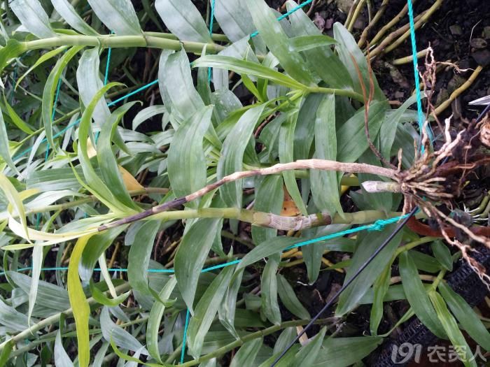 中药材石斛病害死苗烂根大家帮忙看下急啊非常谢谢