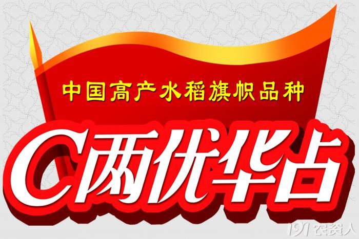 中国高产水稻旗帜品种c两优华占不一样的c两优不一样的华占