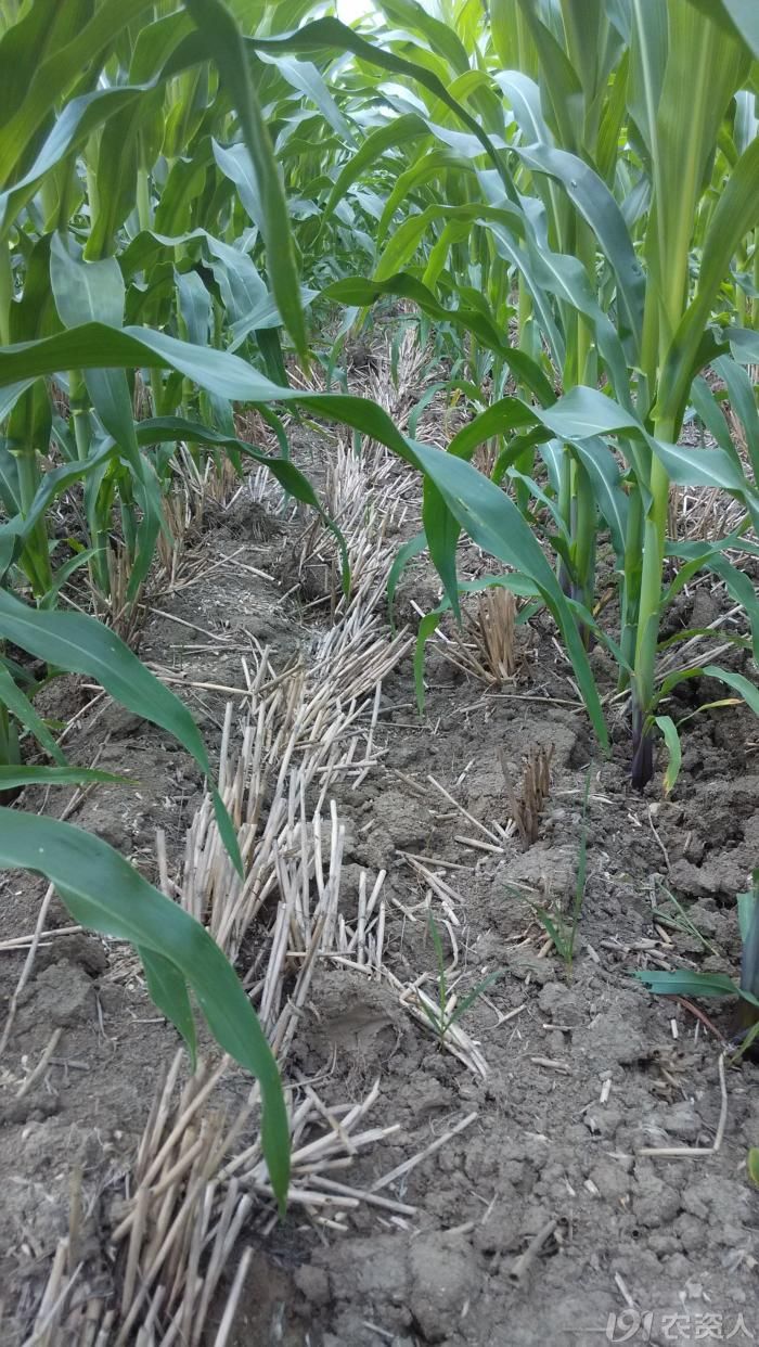 德国拜耳新型玉米田除草剂爱玉优