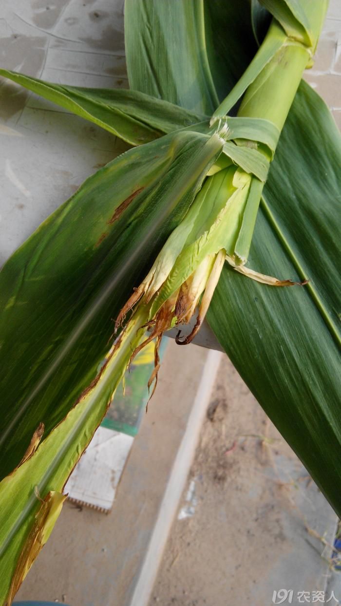 我们这里的玉米顶腐病