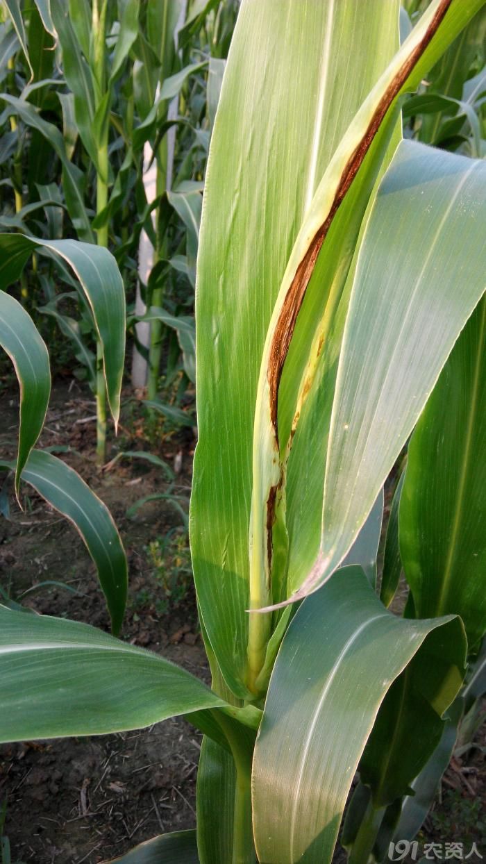 我们这里的玉米顶腐病