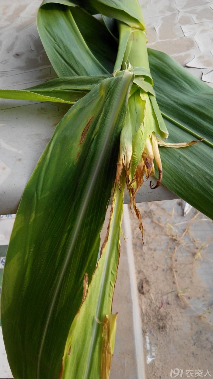 我们这里的玉米顶腐病