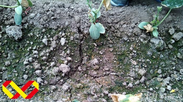 黄瓜盐害及防治技巧