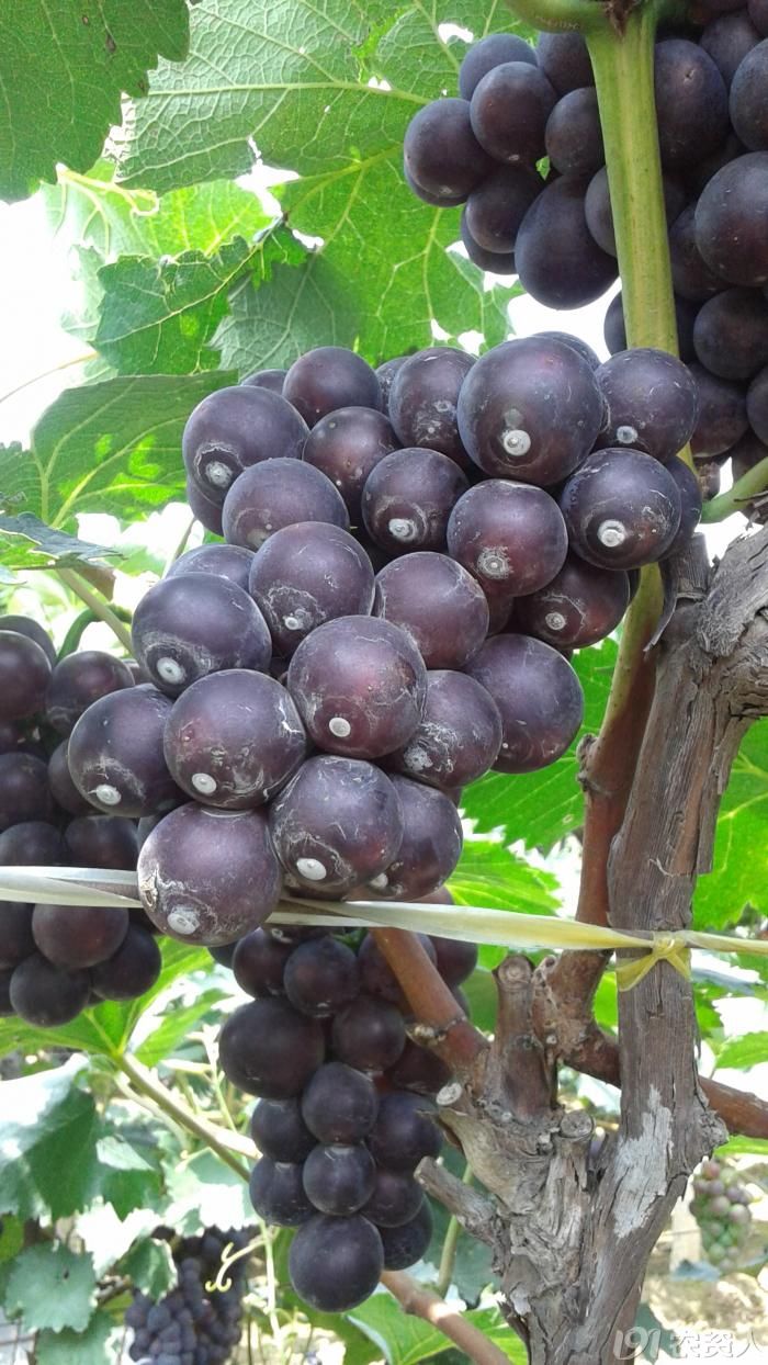 [基本技术]葡萄果粒的农药污染,怎么去除?-农业-零零社区 -