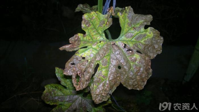 69 农业 69 [苦瓜]叶子黄了 苦瓜开始挂果了,自下而上迅速黄叶